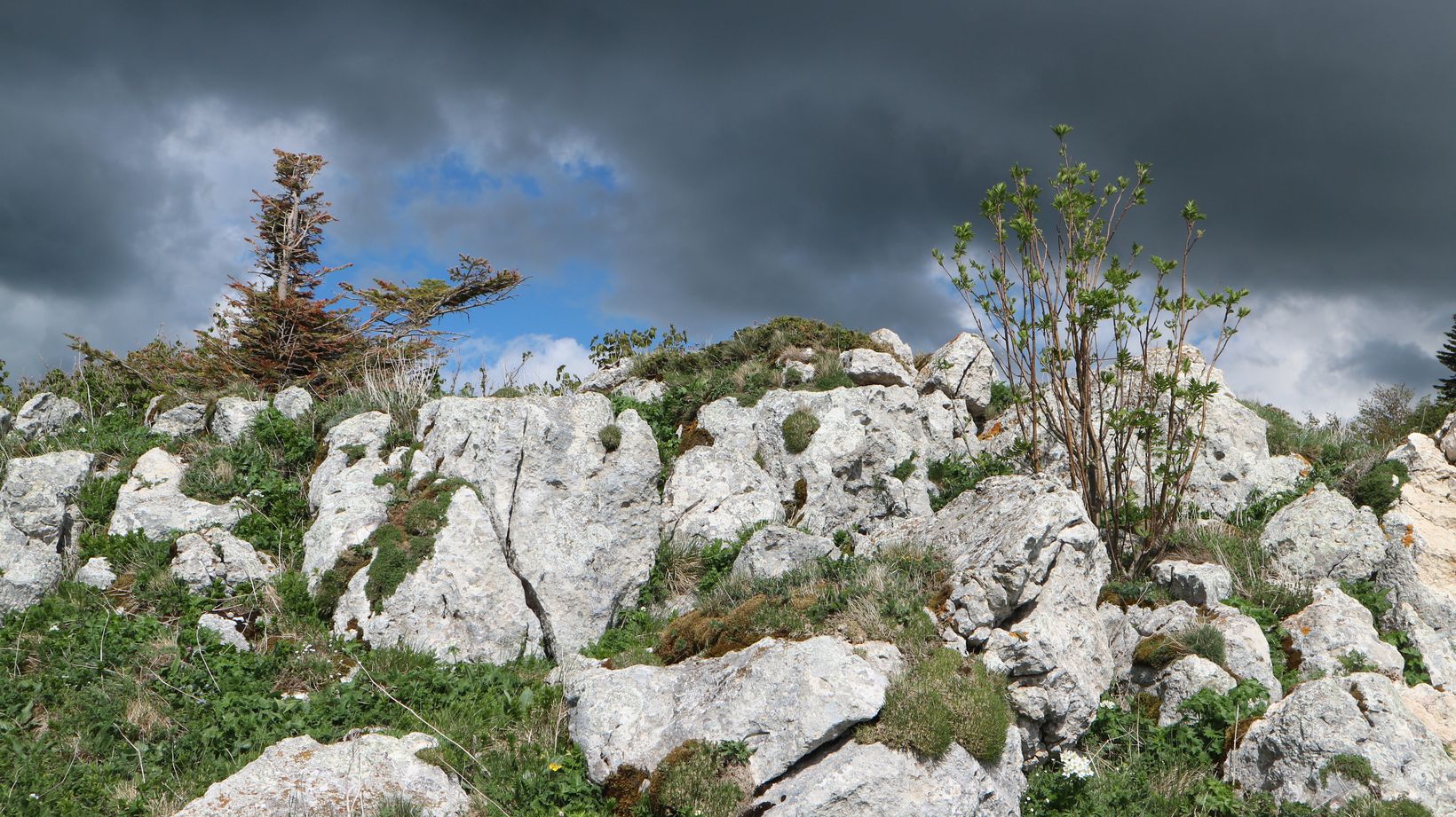 Черногор, image of landscape/habitat.