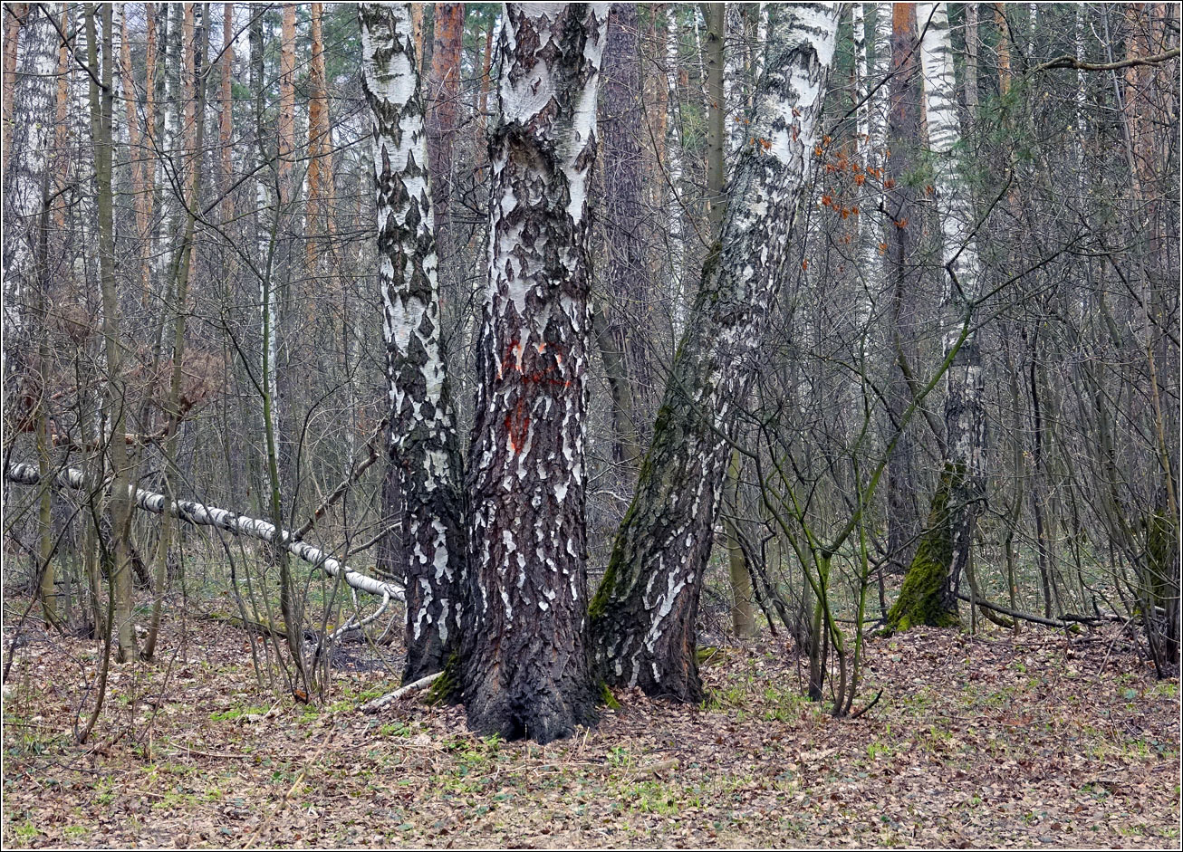 Кузьминский лесопарк, image of landscape/habitat.