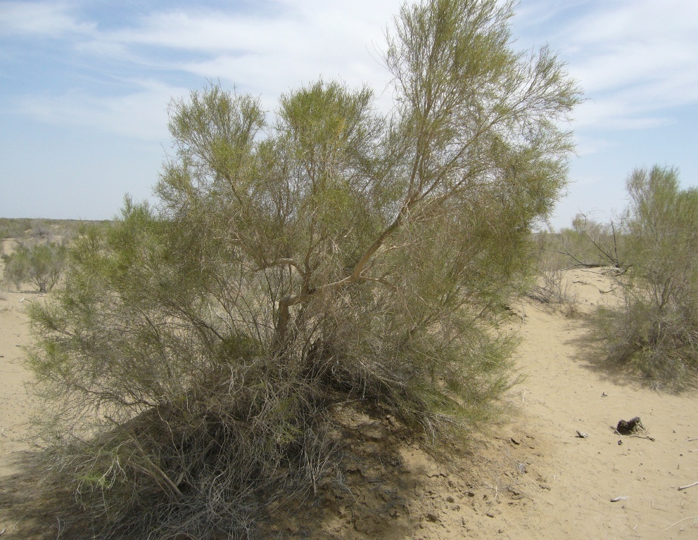 Мервский оазис с пустыней, image of landscape/habitat.