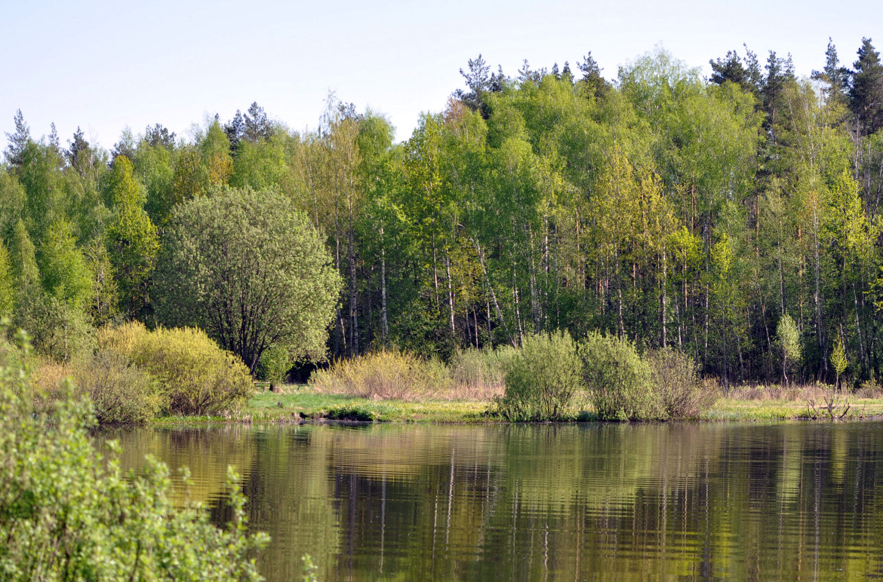 Железнодорожный, image of landscape/habitat.