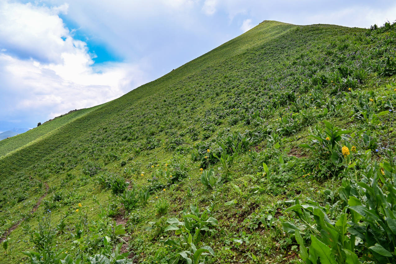 Перевал Макмал, image of landscape/habitat.