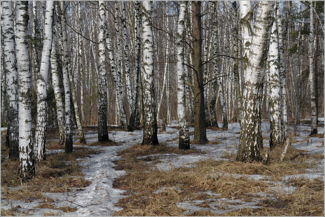 Кузьминский лесопарк, image of landscape/habitat.