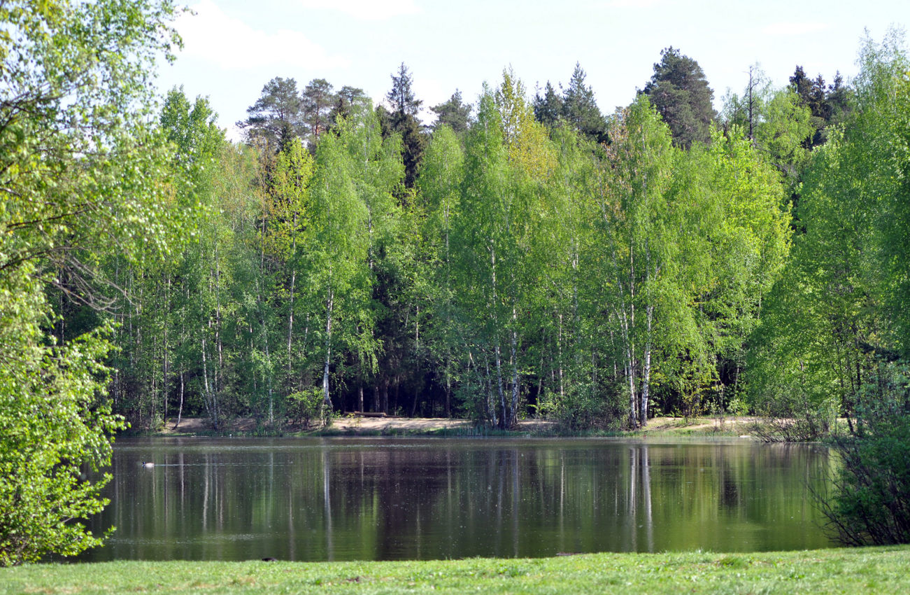 Железнодорожный, image of landscape/habitat.