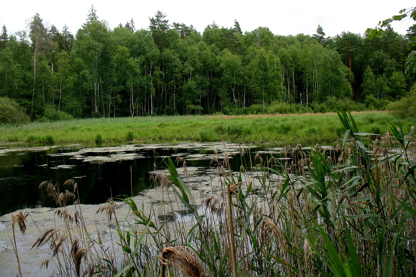 Приокско-Террасный заповедник, image of landscape/habitat.