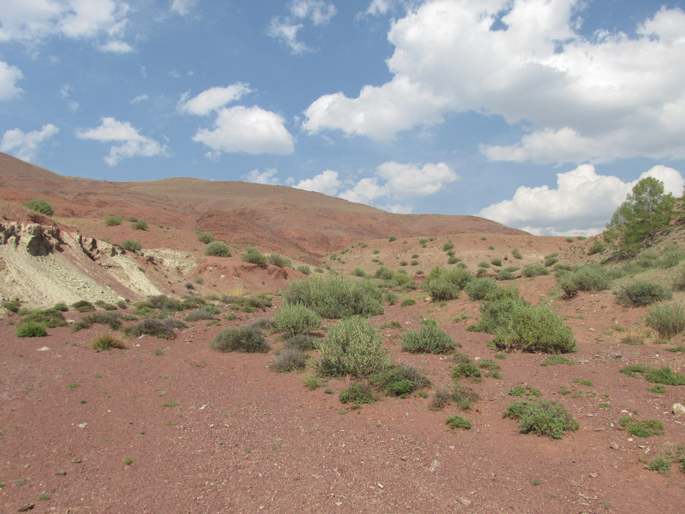 Изгиб реки Кызылшин, image of landscape/habitat.