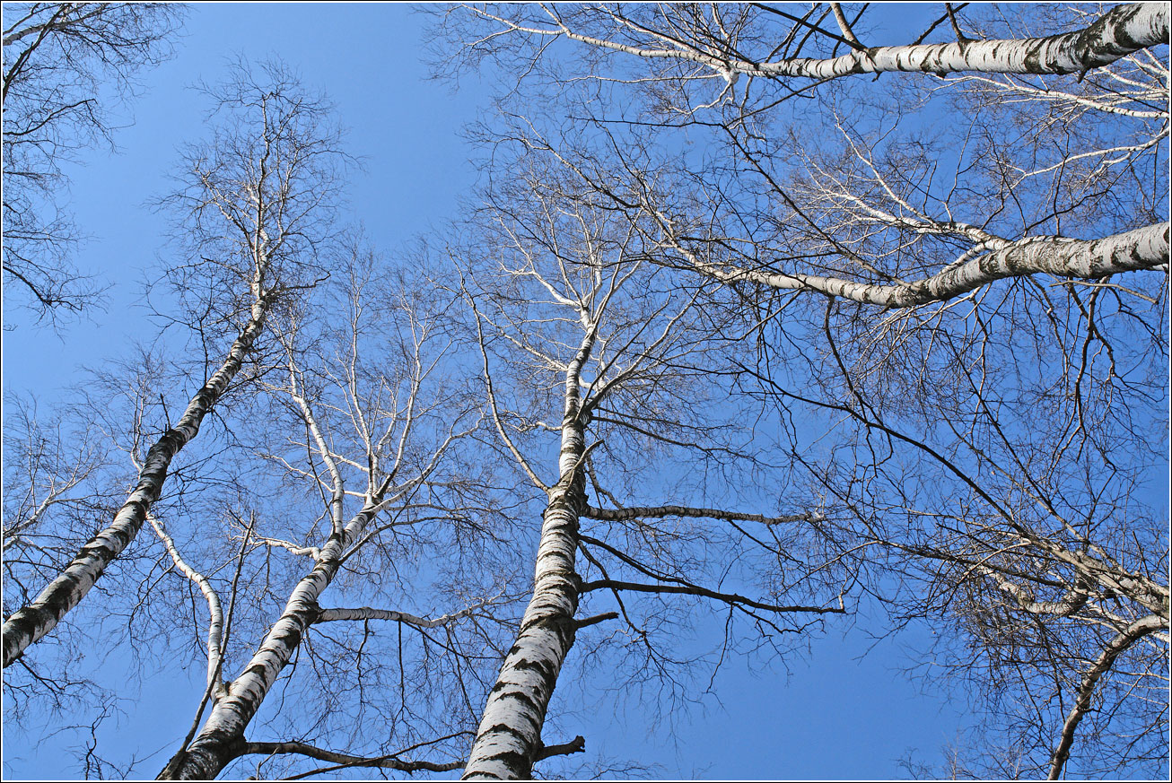 Кузьминский лесопарк, image of landscape/habitat.