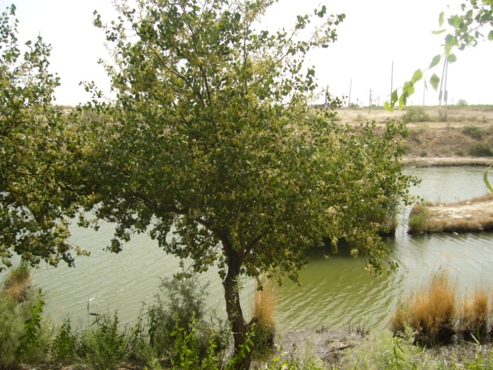 Мервский оазис с пустыней, image of landscape/habitat.