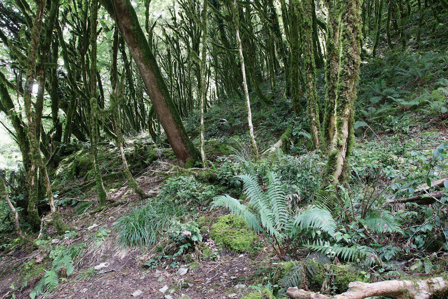 Ольгинские водопады и рядом, image of landscape/habitat.