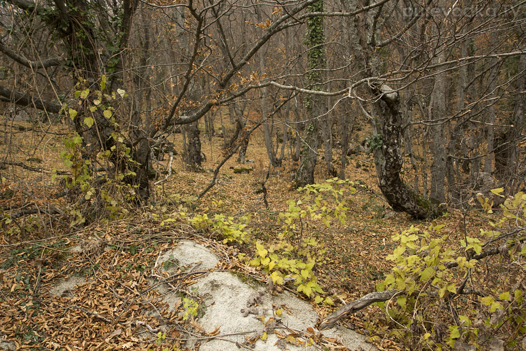 Урочище Парагильмен, image of landscape/habitat.