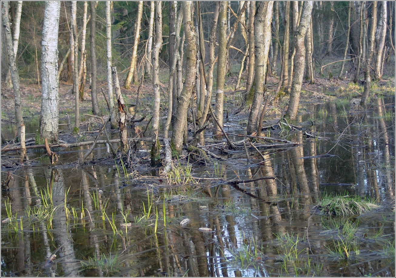 Окрестности Хрипани, image of landscape/habitat.