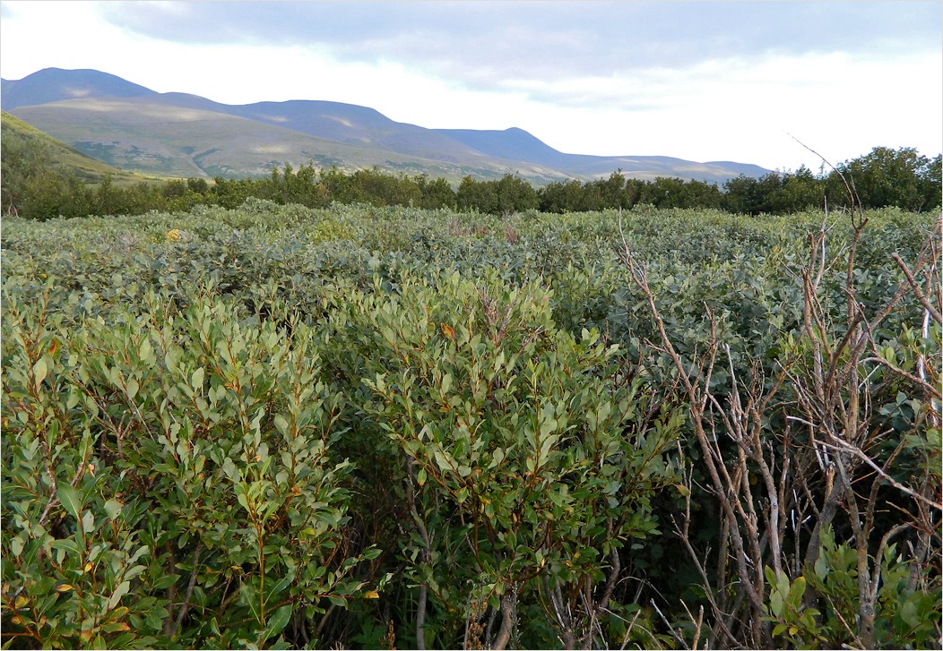 Большой Ханмей, image of landscape/habitat.