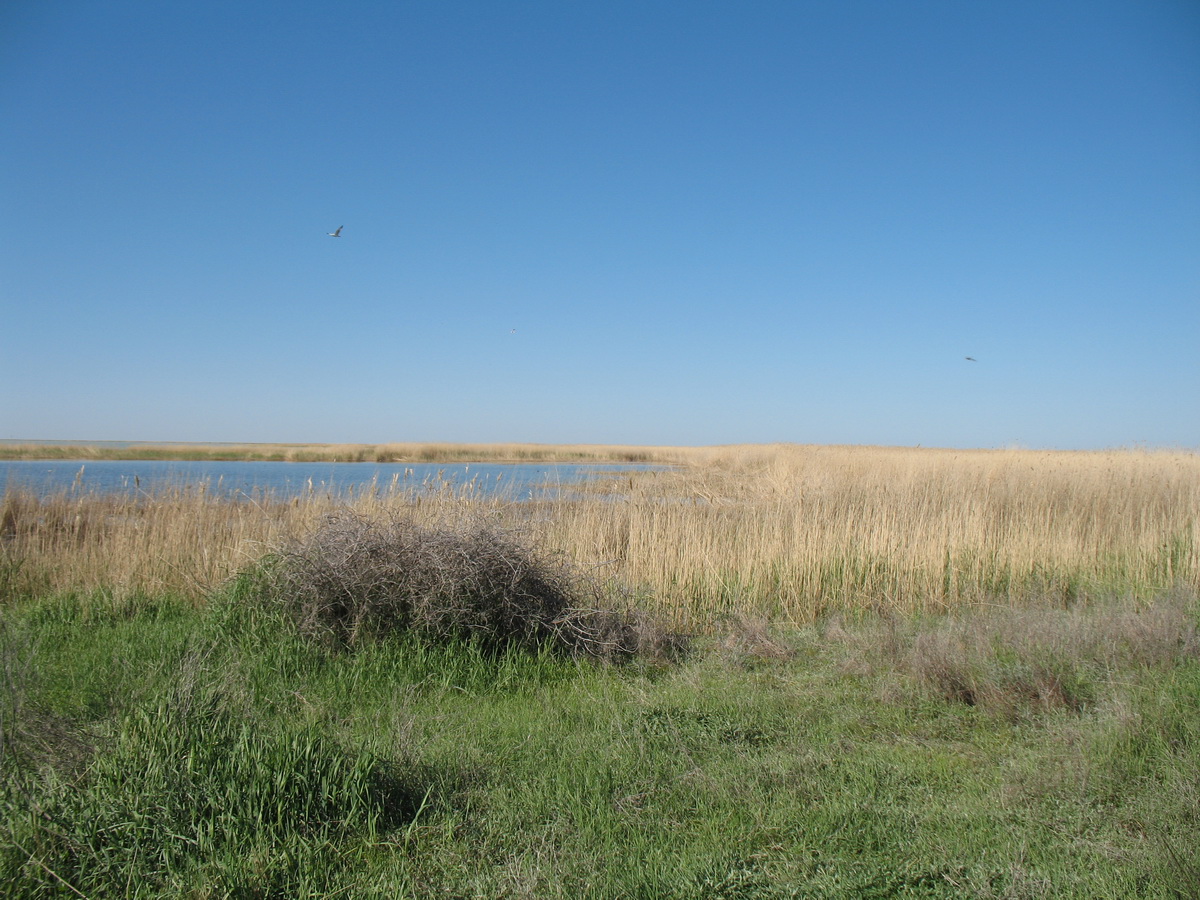 Кургальждинский заповедник, image of landscape/habitat.