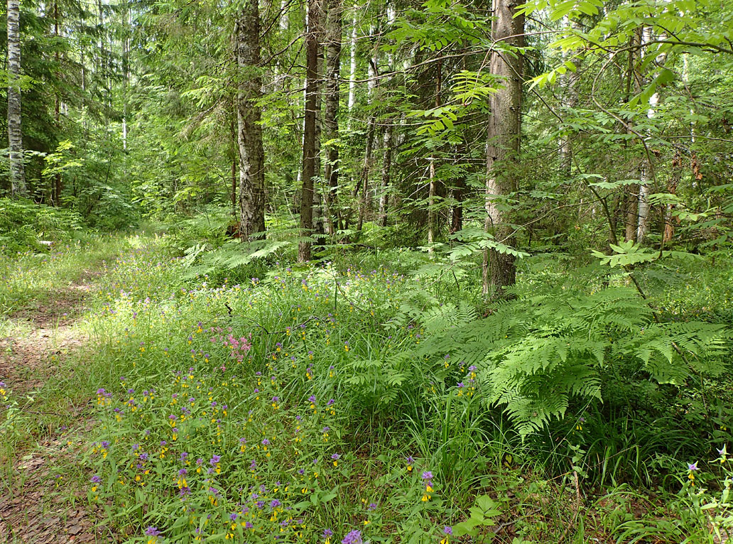 Шлюз №2 канала им. Москвы, image of landscape/habitat.