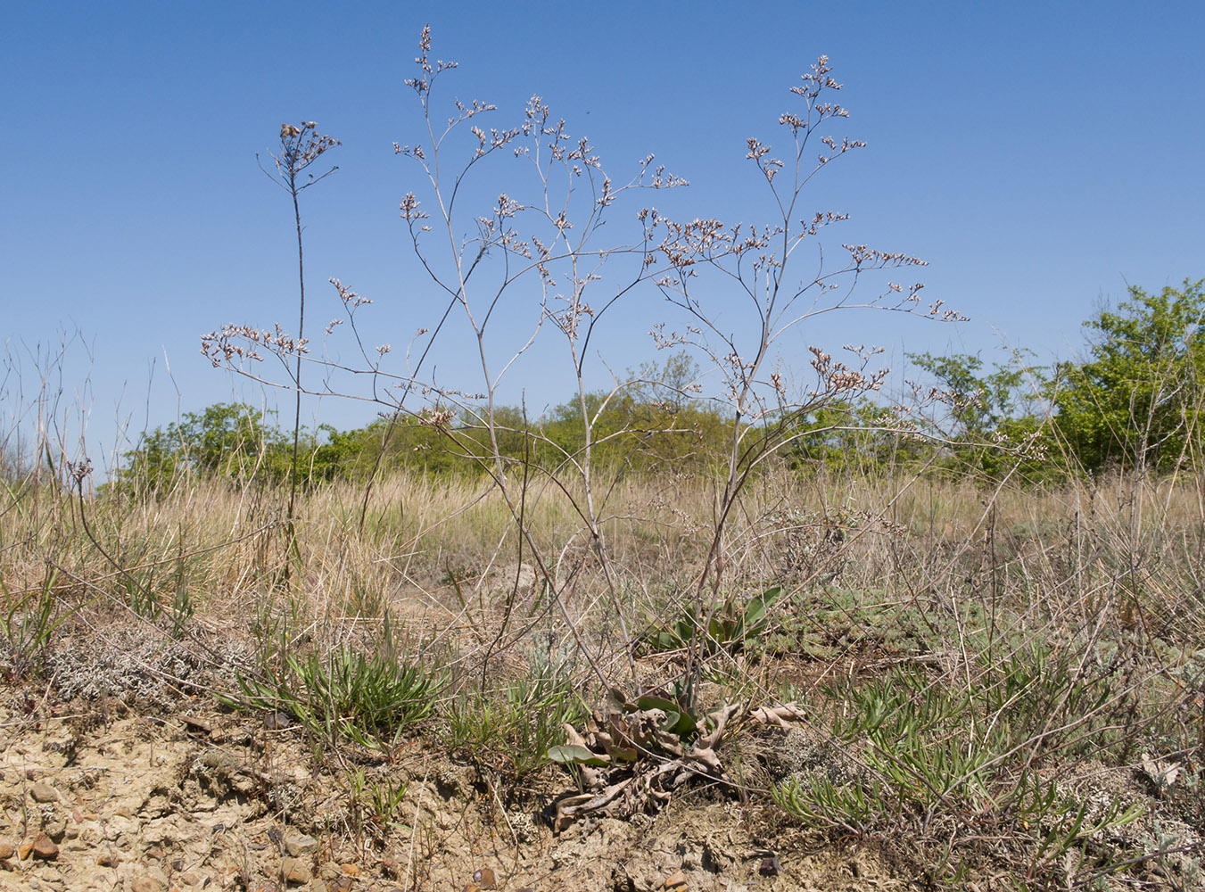 Гладковские сопки, image of landscape/habitat.