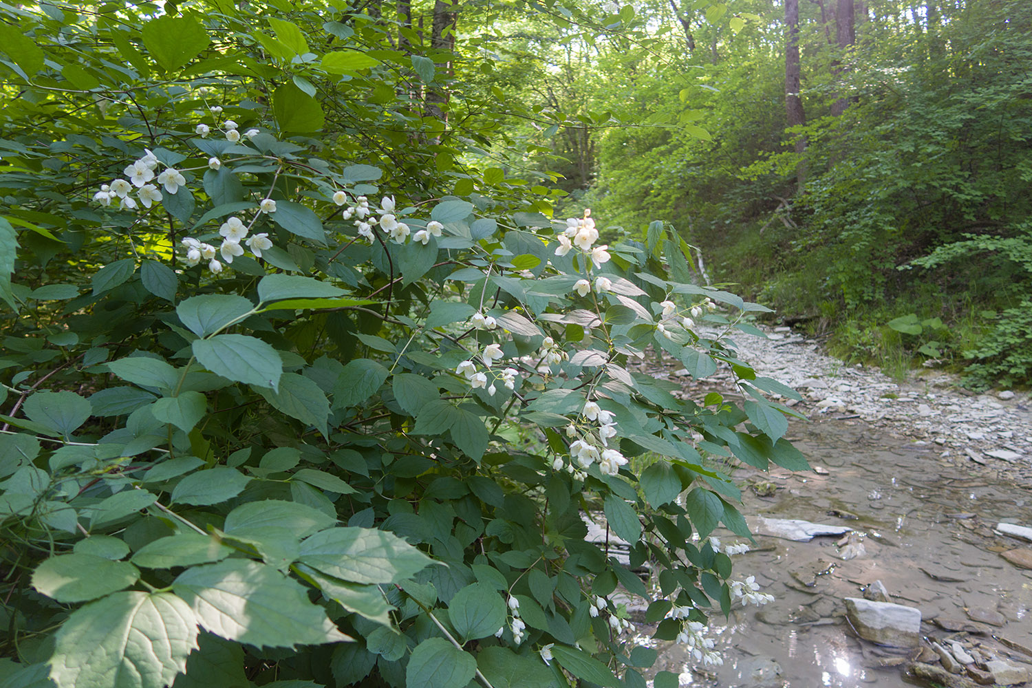 Темрючки, image of landscape/habitat.