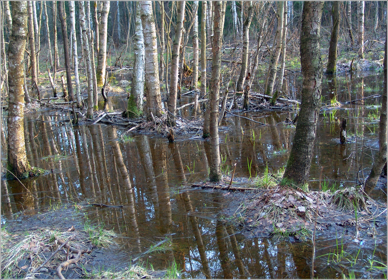 Окрестности Хрипани, image of landscape/habitat.