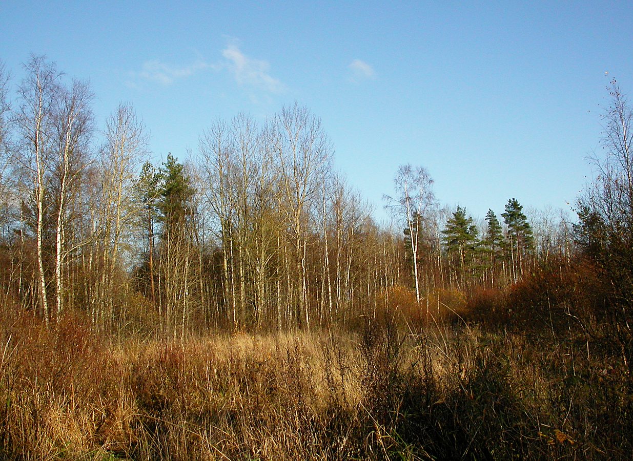 Низино, image of landscape/habitat.