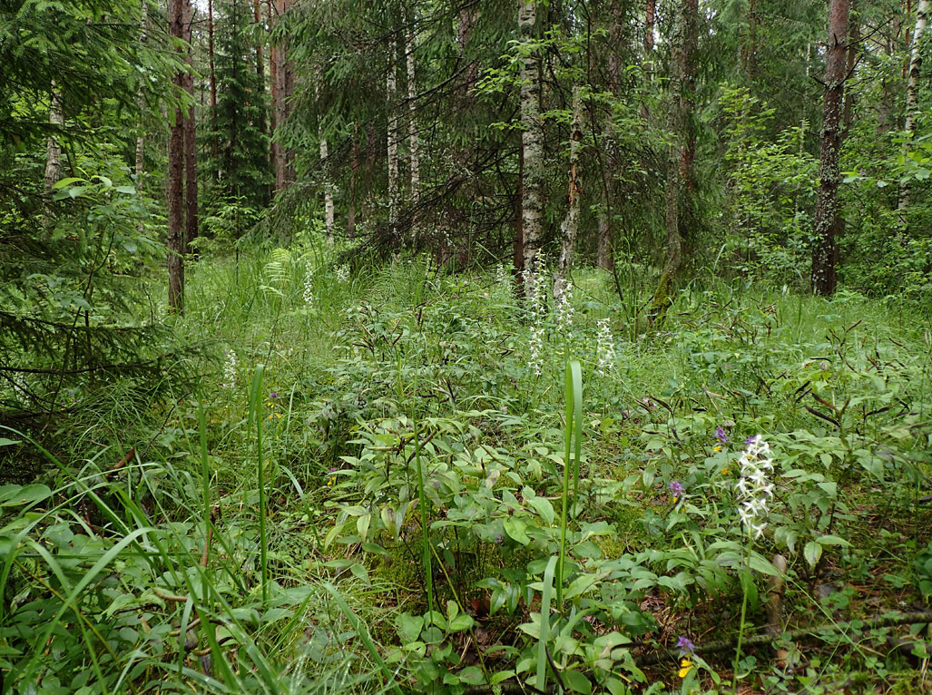 Запрудня, image of landscape/habitat.