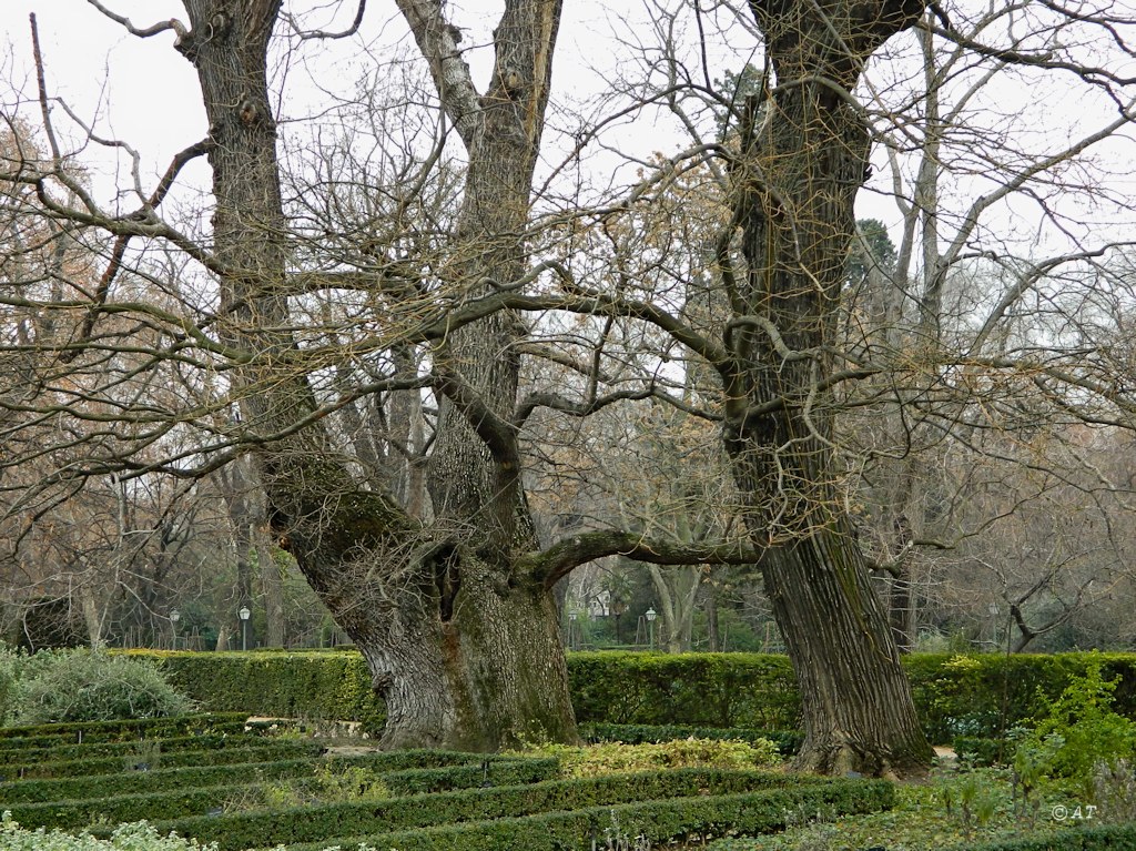 Real Jardín Botánico de Madrid, изображение ландшафта.