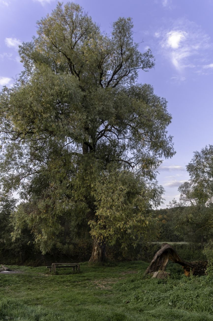 Окрестности деревни Сатино, image of landscape/habitat.