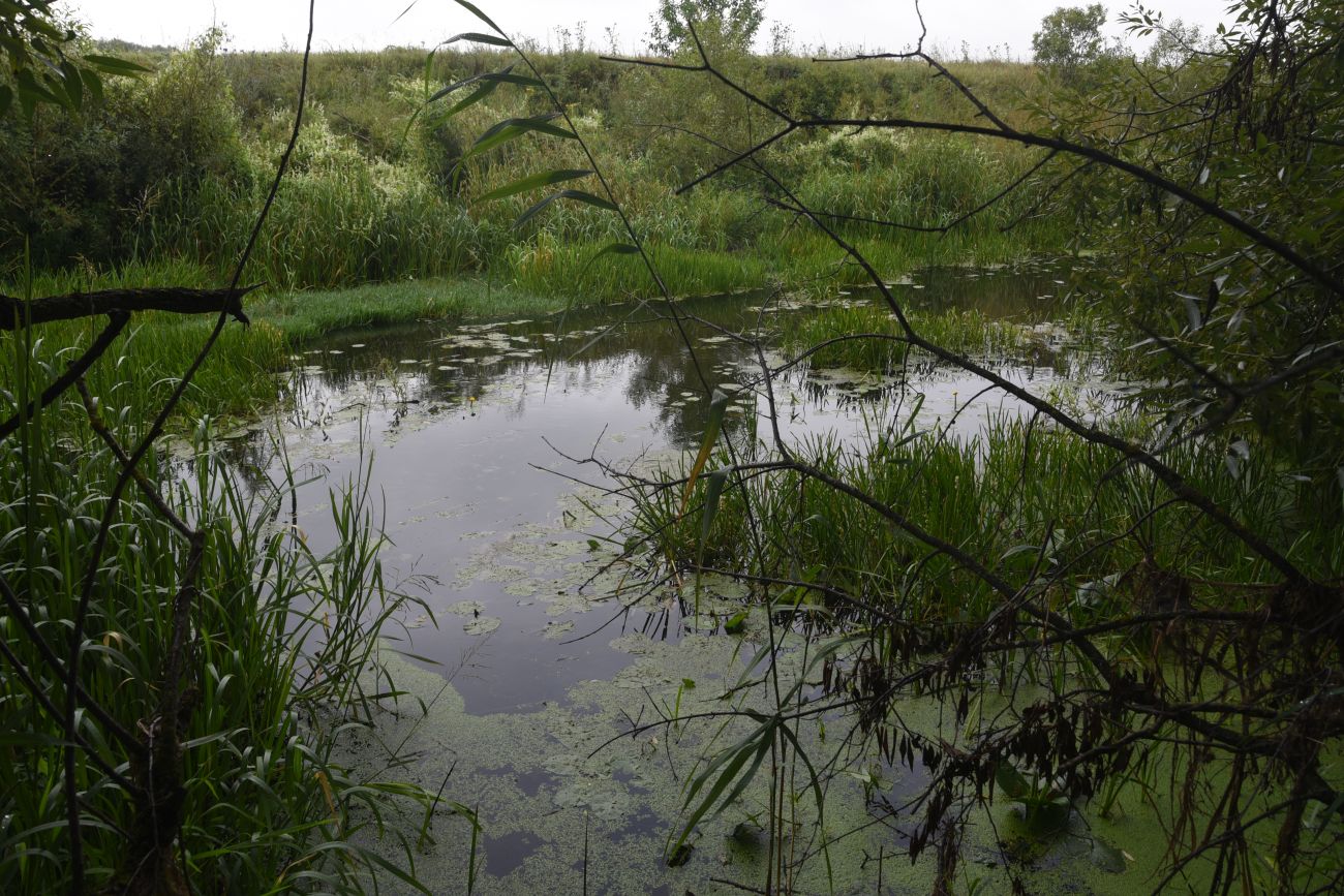 Устье реки Паника, image of landscape/habitat.