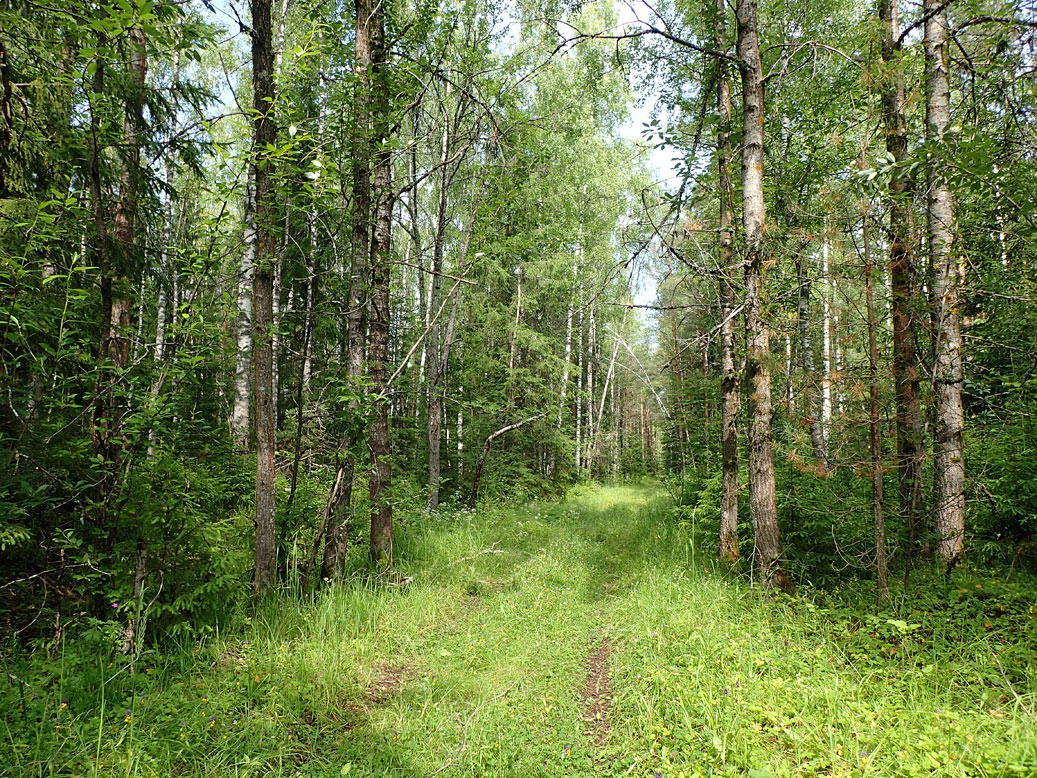 Запрудня, image of landscape/habitat.