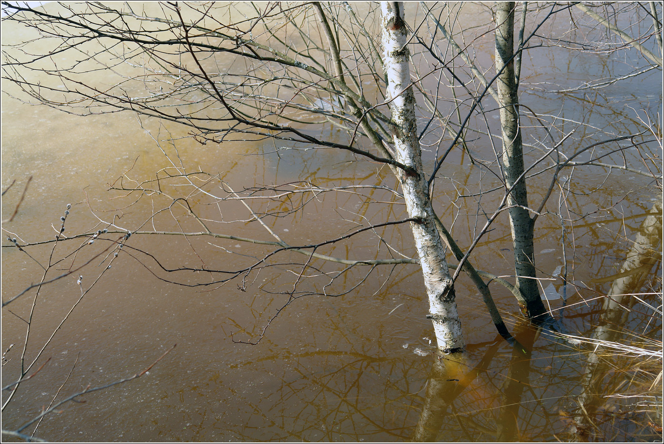 Окрестности Хрипани, image of landscape/habitat.