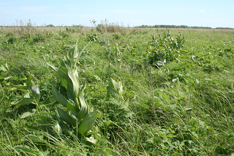 Ясачка, image of landscape/habitat.