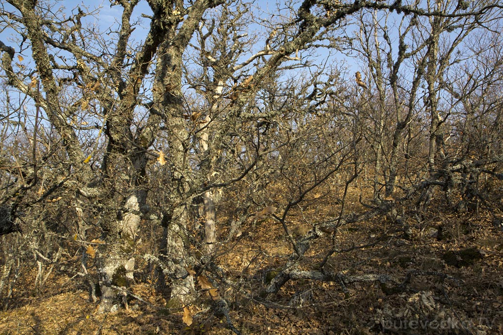 Урочище Парагильмен, image of landscape/habitat.