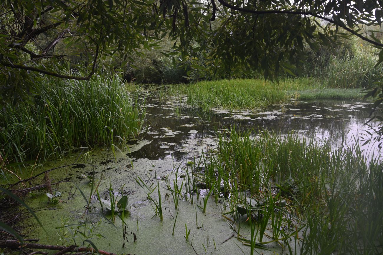 Устье реки Паника, image of landscape/habitat.