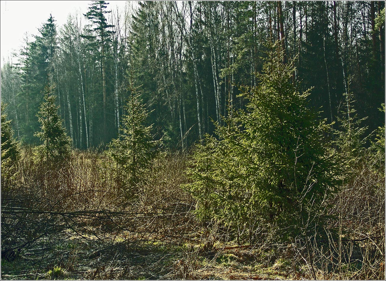 Окрестности Хрипани, image of landscape/habitat.