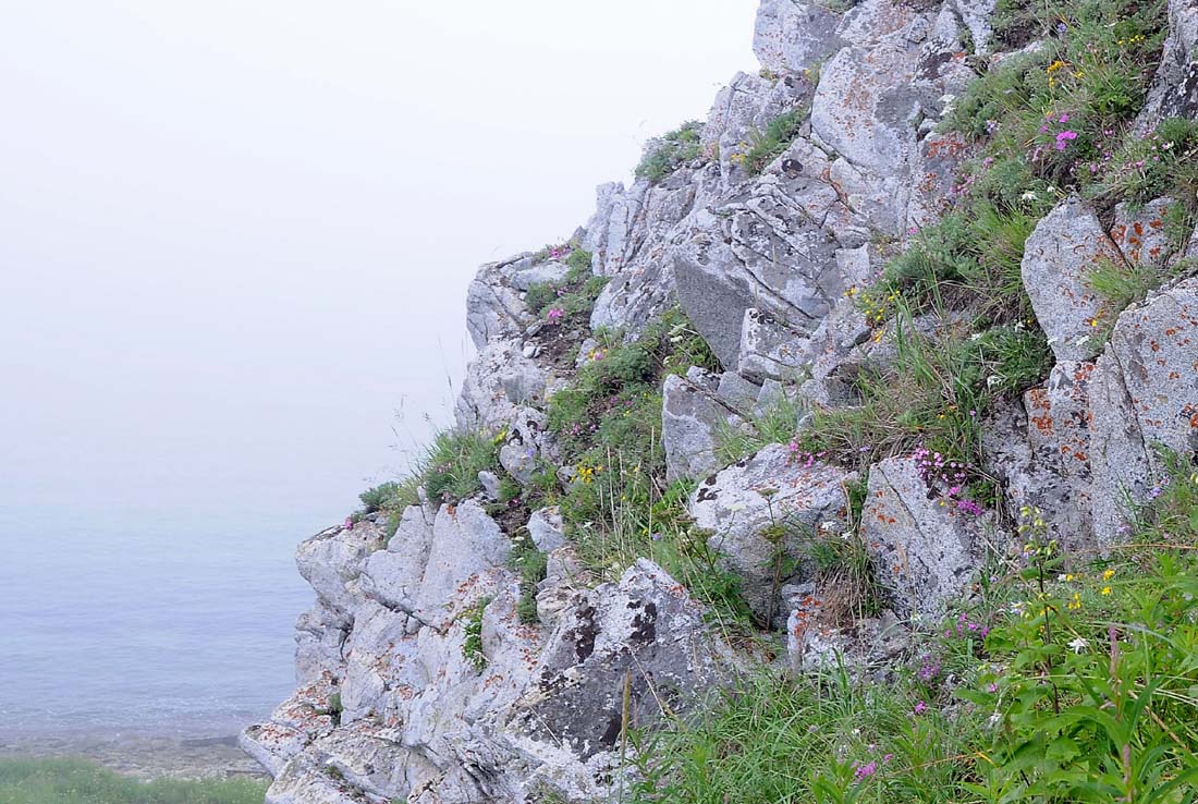 Мыс Островной, image of landscape/habitat.