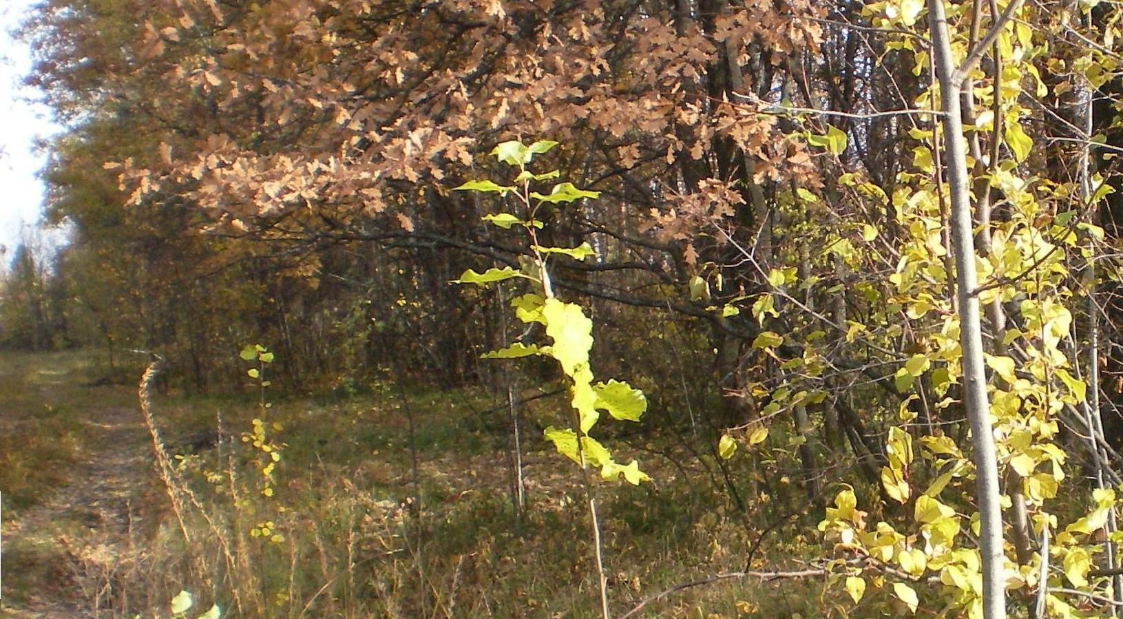 Окрестности города Заречного, image of landscape/habitat.