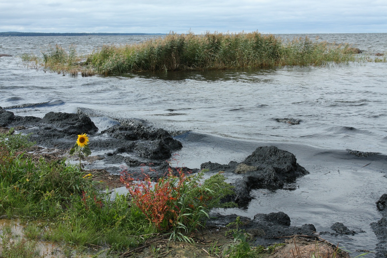 Мыс Дубовский, image of landscape/habitat.