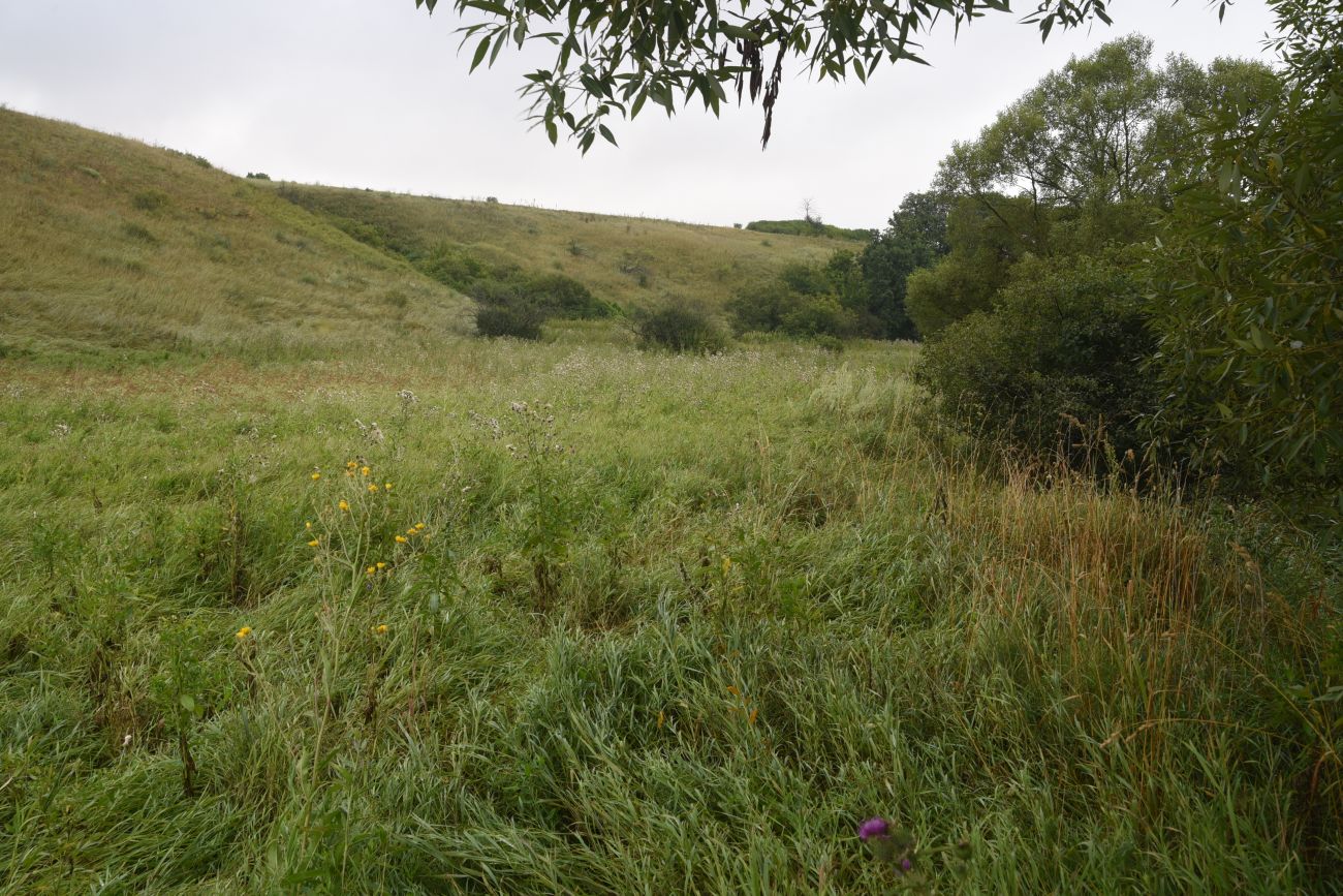 Устье реки Паника, image of landscape/habitat.