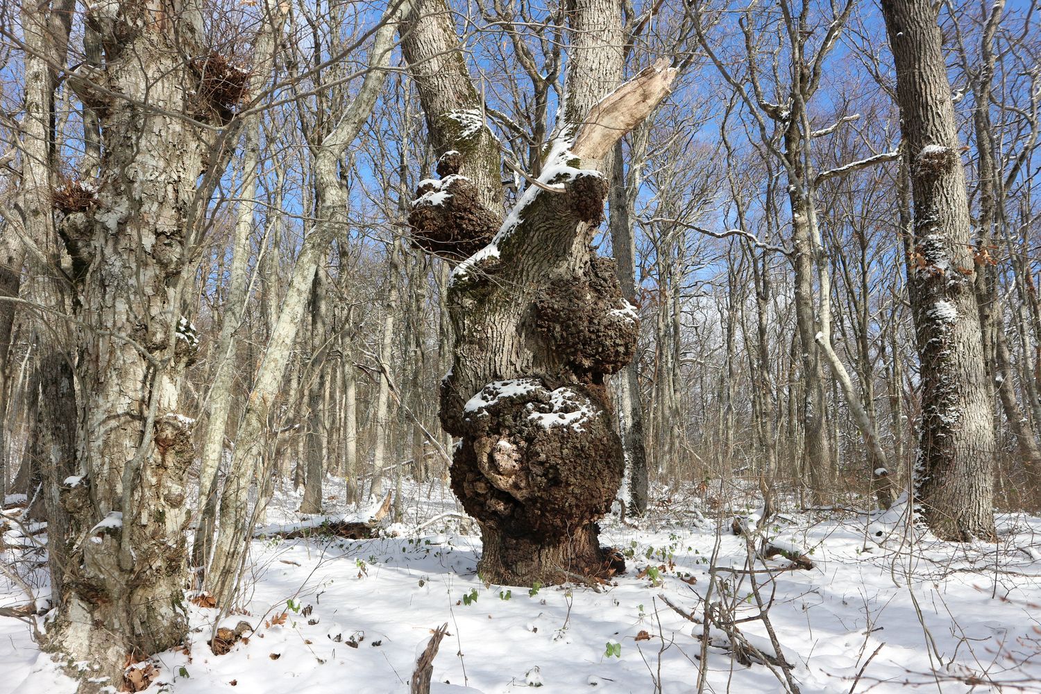 Трубецкая щель, image of landscape/habitat.