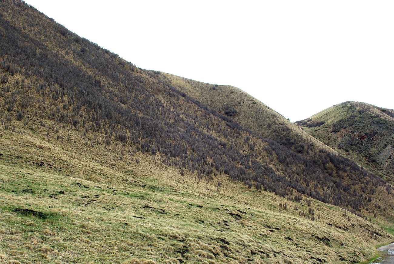 Ойкарагай, image of landscape/habitat.