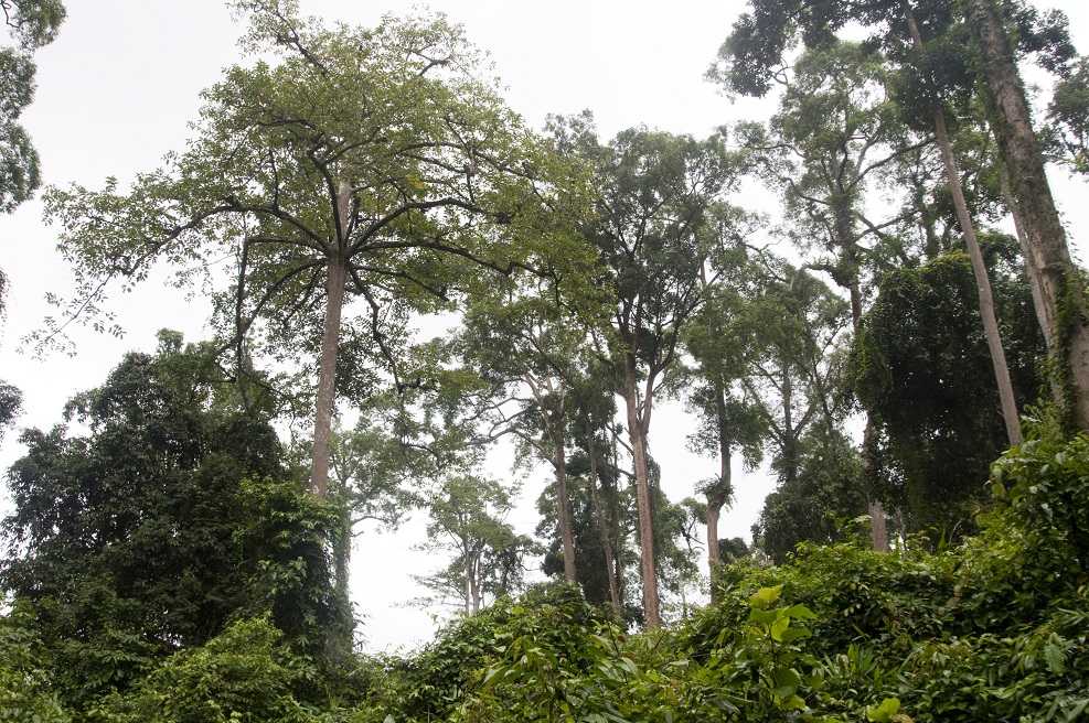 Сепилок, image of landscape/habitat.