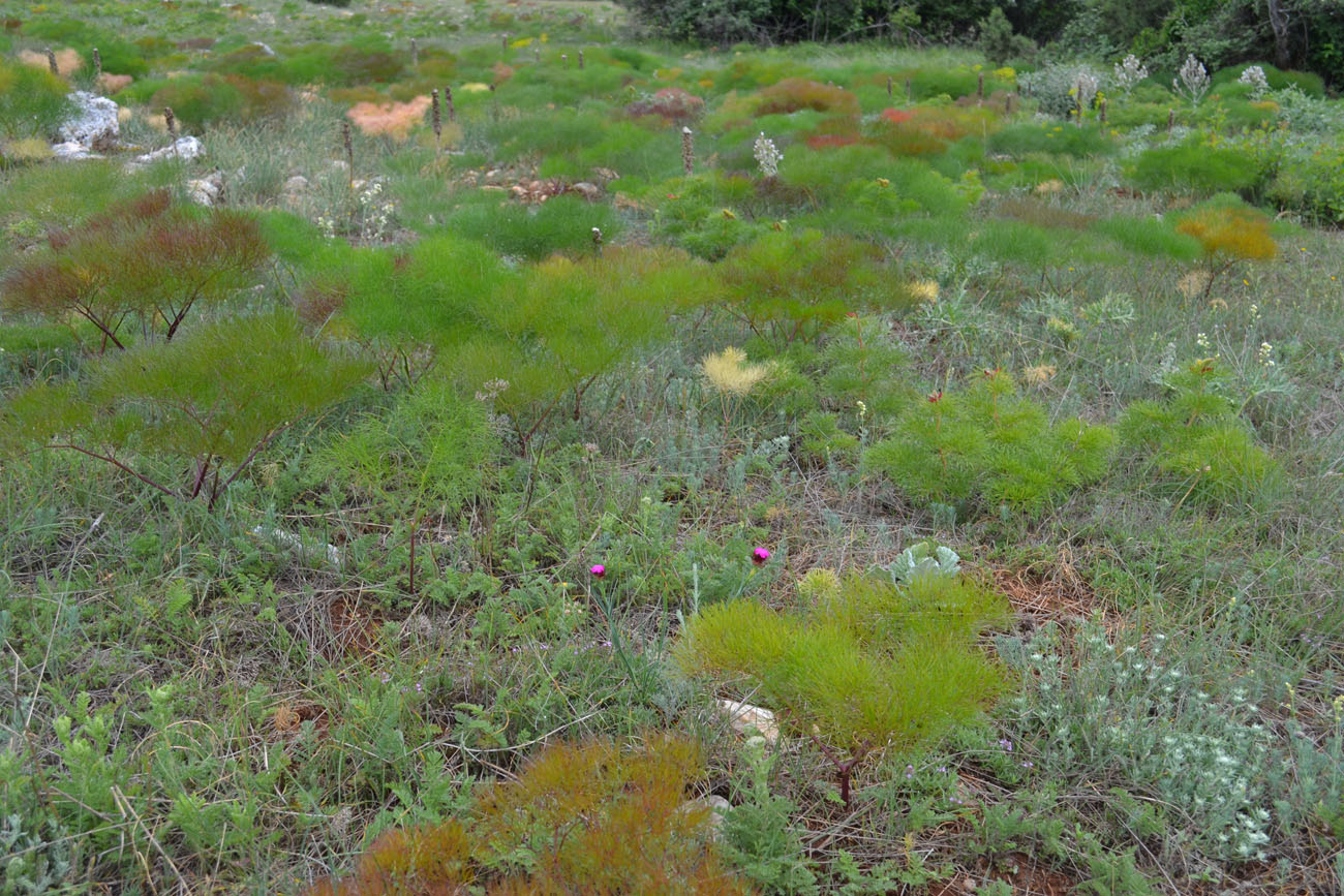 Байдарская долина, image of landscape/habitat.