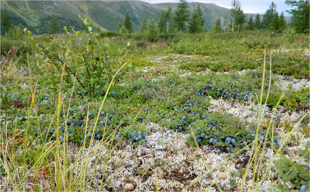 Кемьрезьрузь, image of landscape/habitat.