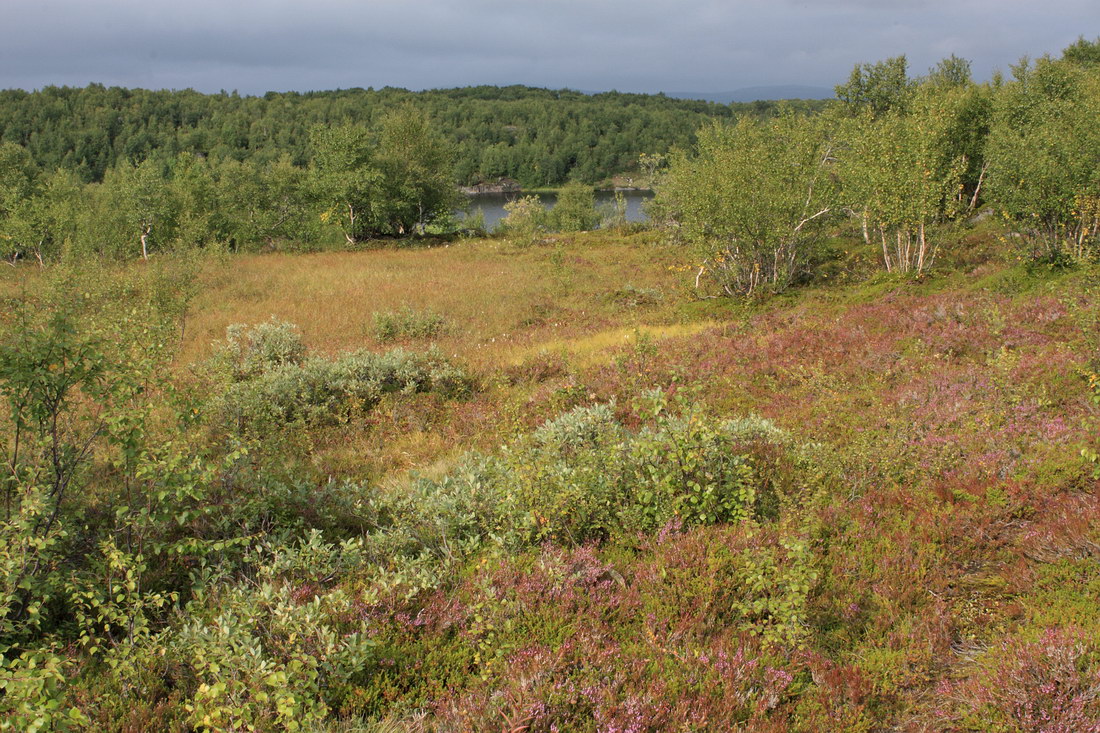 Окрестности Рогозера, image of landscape/habitat.