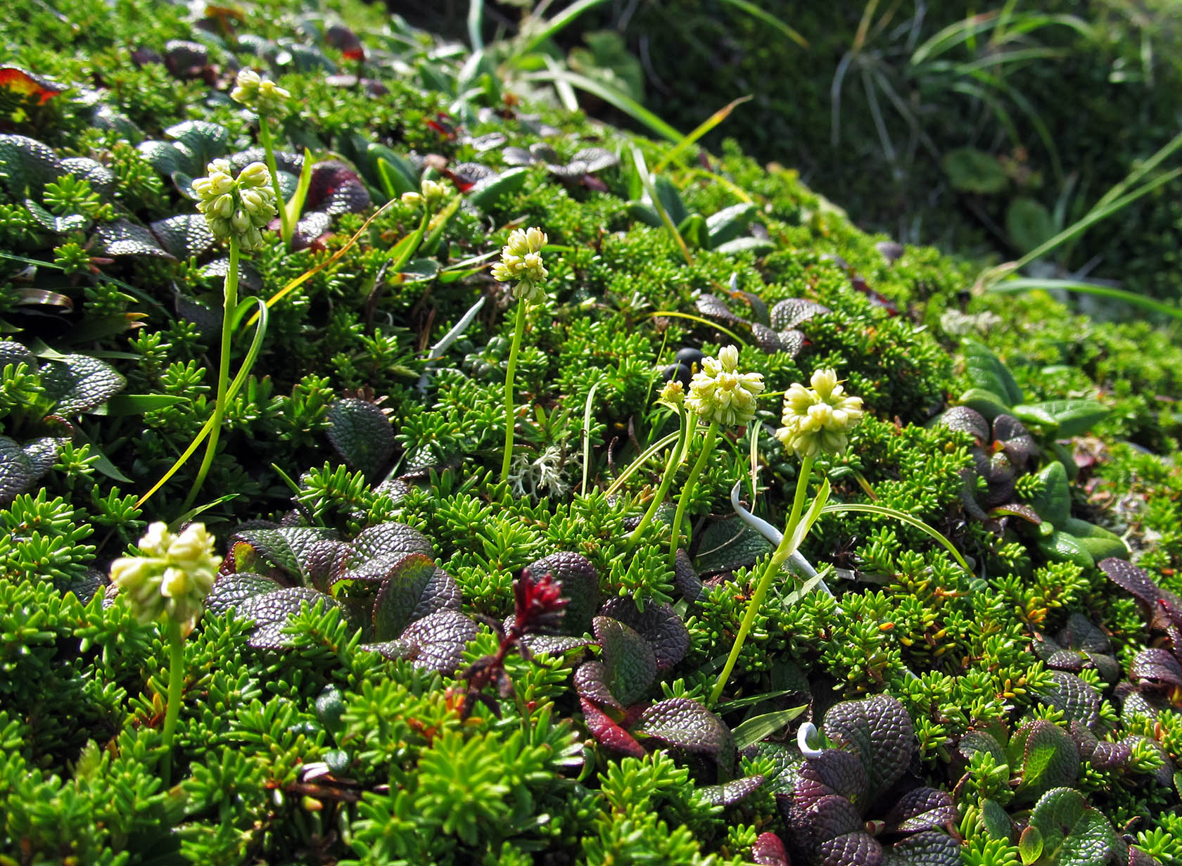 Остров Медный, image of landscape/habitat.