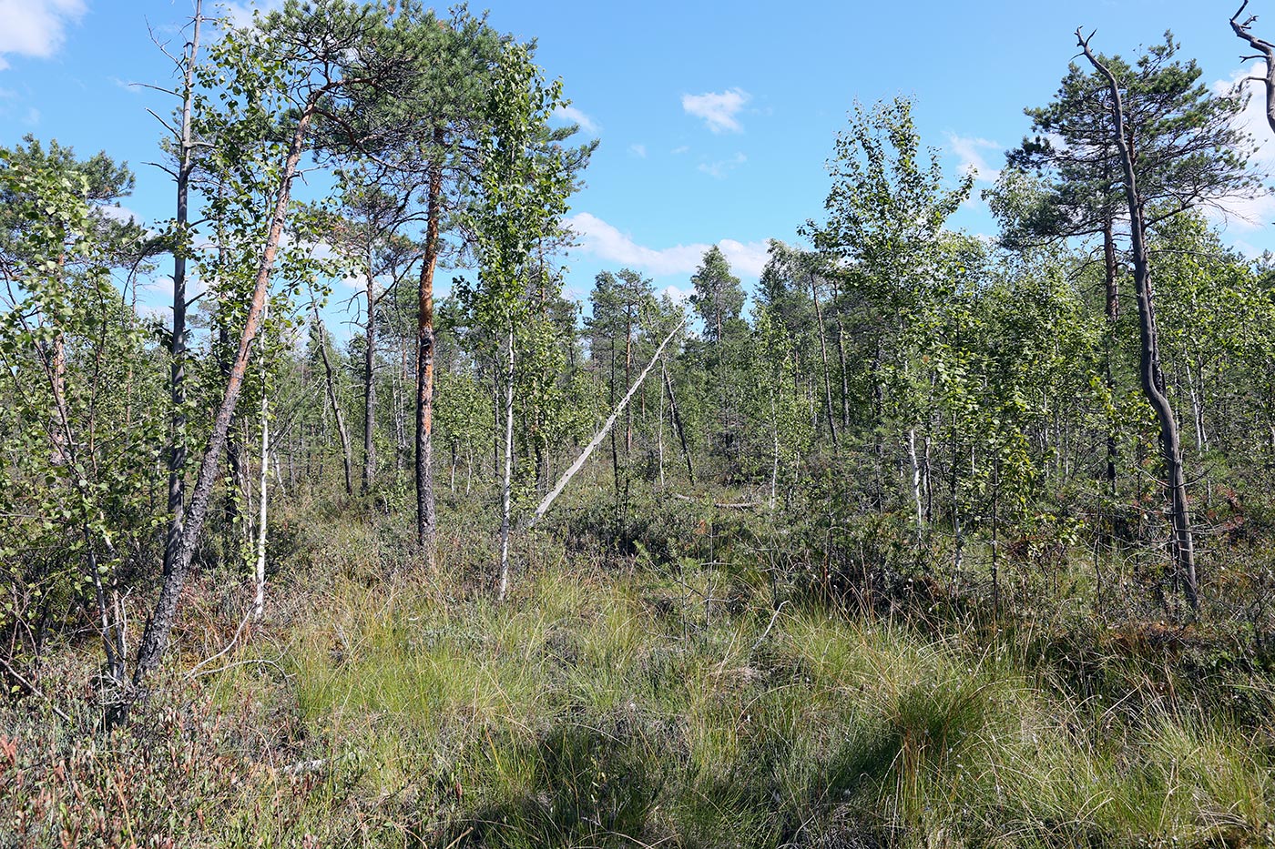 Окрестности Краснокамска, image of landscape/habitat.