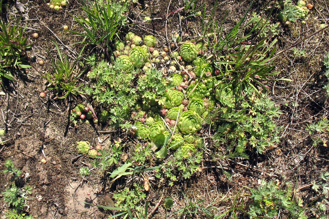 Окрестности д. Лужки, image of landscape/habitat.