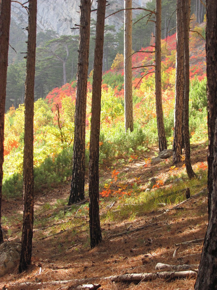 Ай-Петринская яйла, image of landscape/habitat.