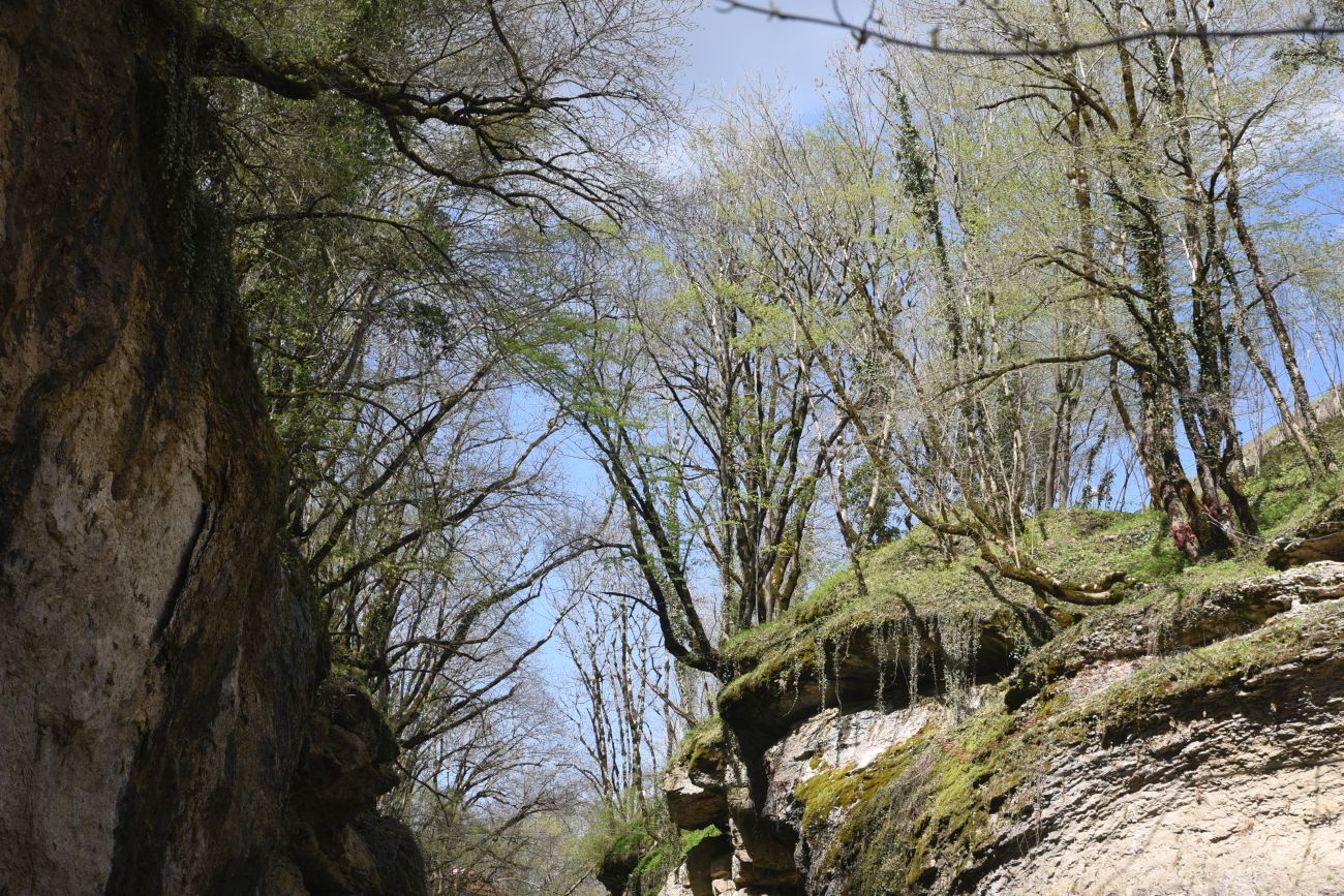 Хаджохская теснина, image of landscape/habitat.