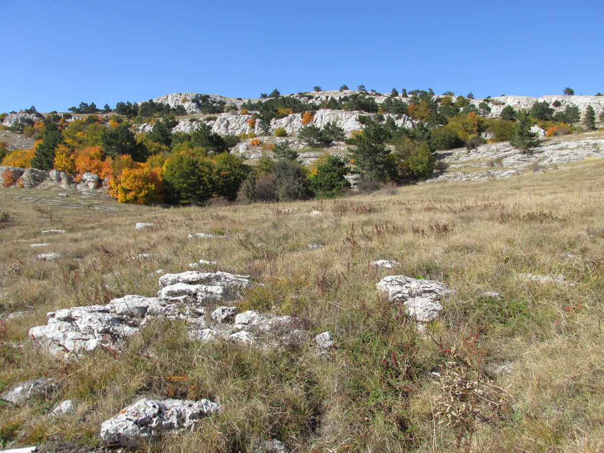 Ай-Петринская яйла, image of landscape/habitat.