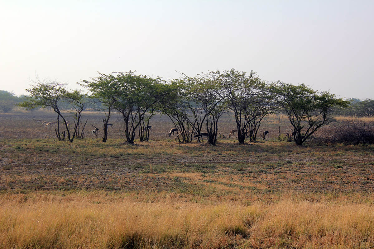 Заповедник "Блекбак Велавадар", image of landscape/habitat.