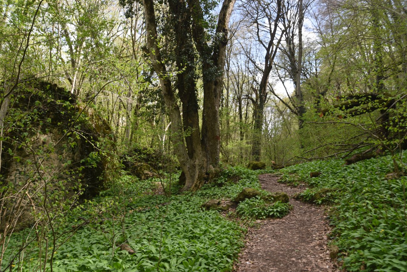 Окрестности ручья Мезмайский, image of landscape/habitat.