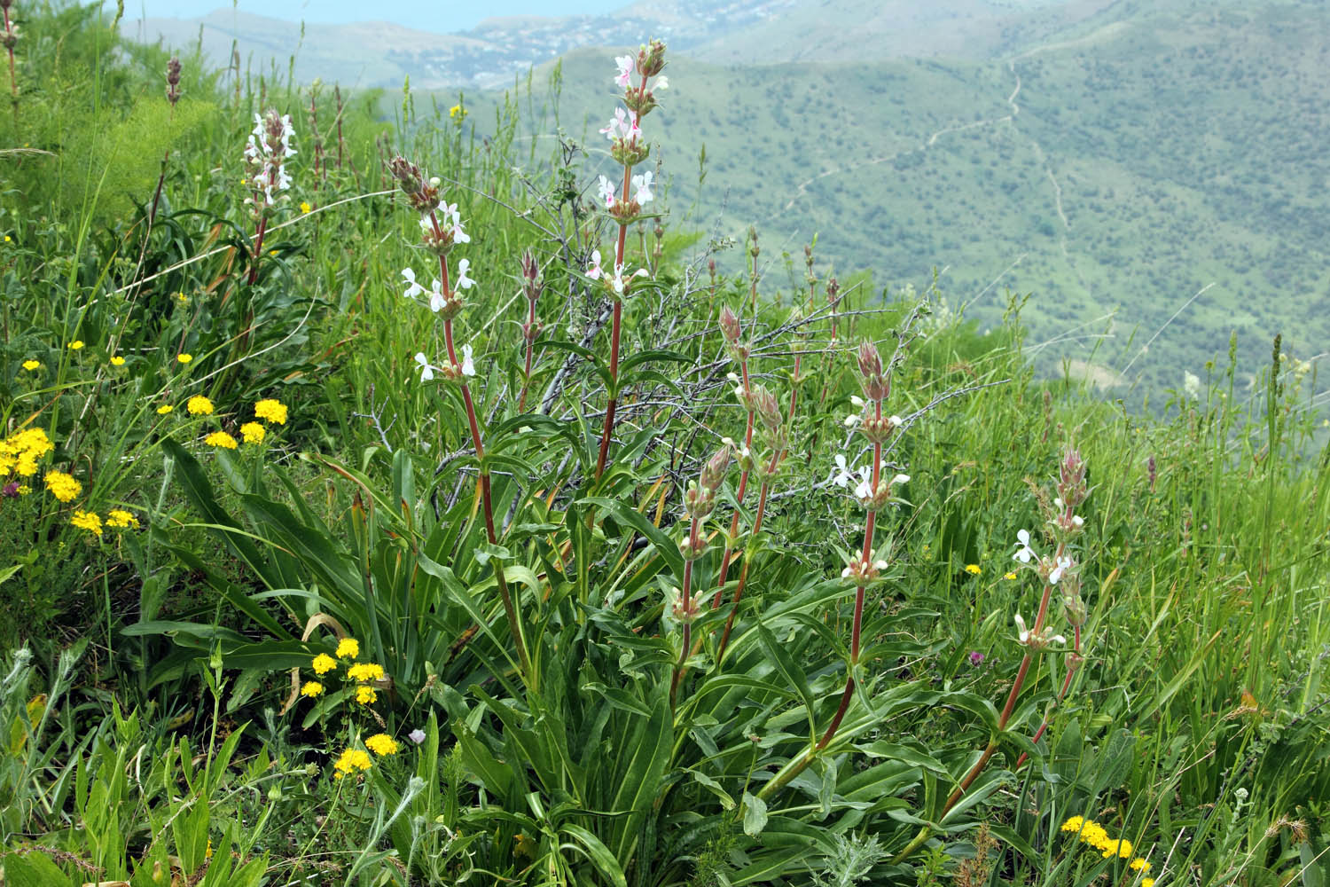 Малый Чимган, image of landscape/habitat.